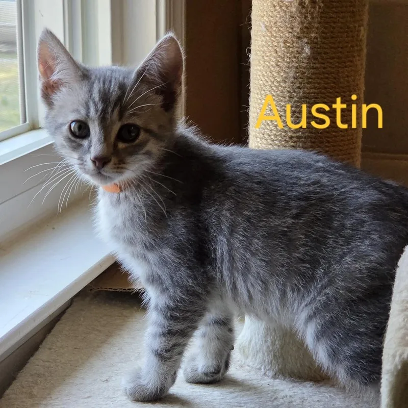 Austin
