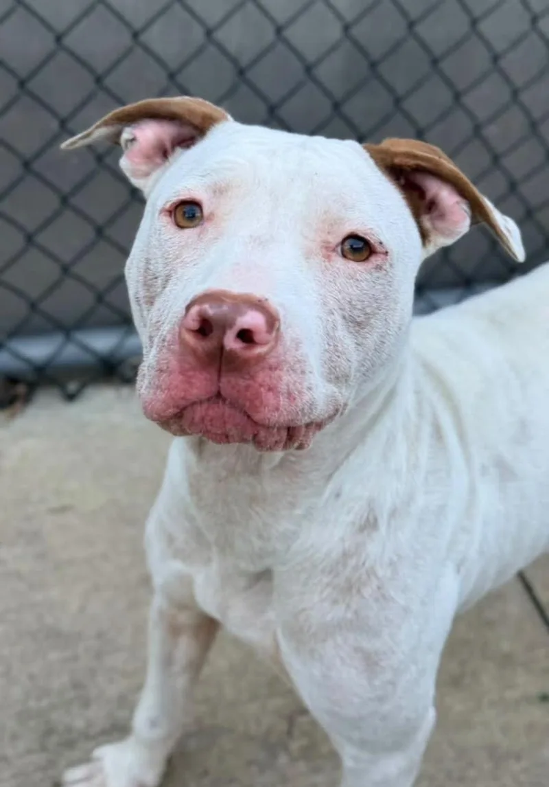 An adult medium-sized female White / Cream Pit Bull Terrier dog named Serena for adoption in Chicago, IL