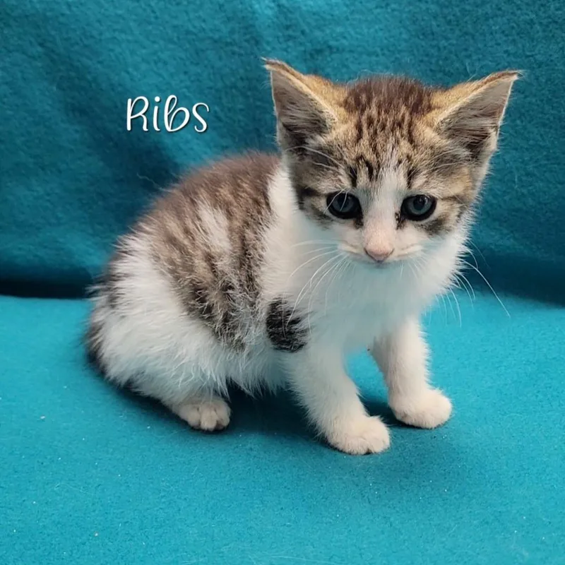 A baby small-sized female Brown / Chocolate Domestic Short Hair cat named Ribs for adoption in Parkersburg, WV