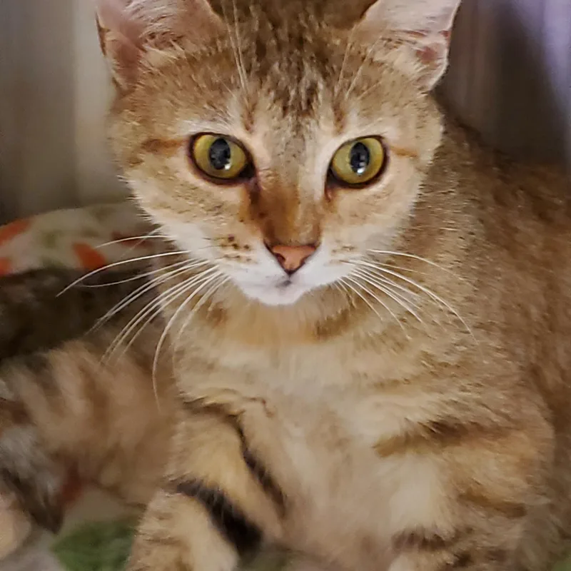 A young small-sized female Tabby (Gray / Blue / Silver) Tabby cat named Lizzy for adoption in Muncie, IN