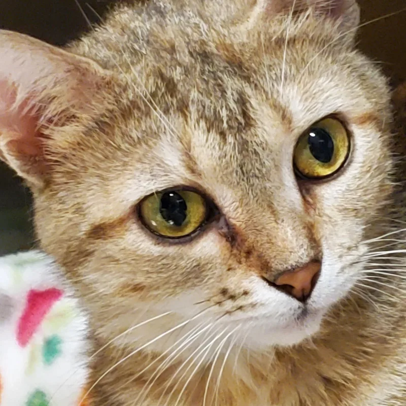 Lizzy thumbnail 2