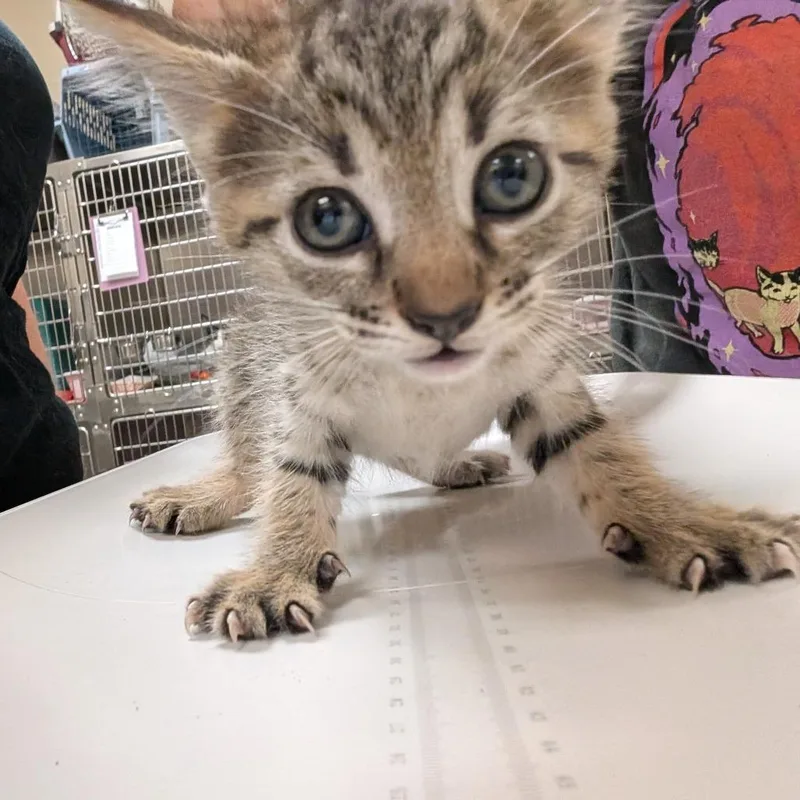 A baby small-sized female Brown / Chocolate Domestic Short Hair cat named Gogo for adoption in Titusville, FL
