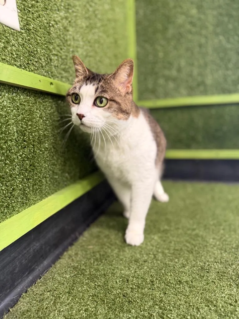 An adult medium-sized female Domestic Short Hair cat named Lucy for adoption in Hopkinsville, KY