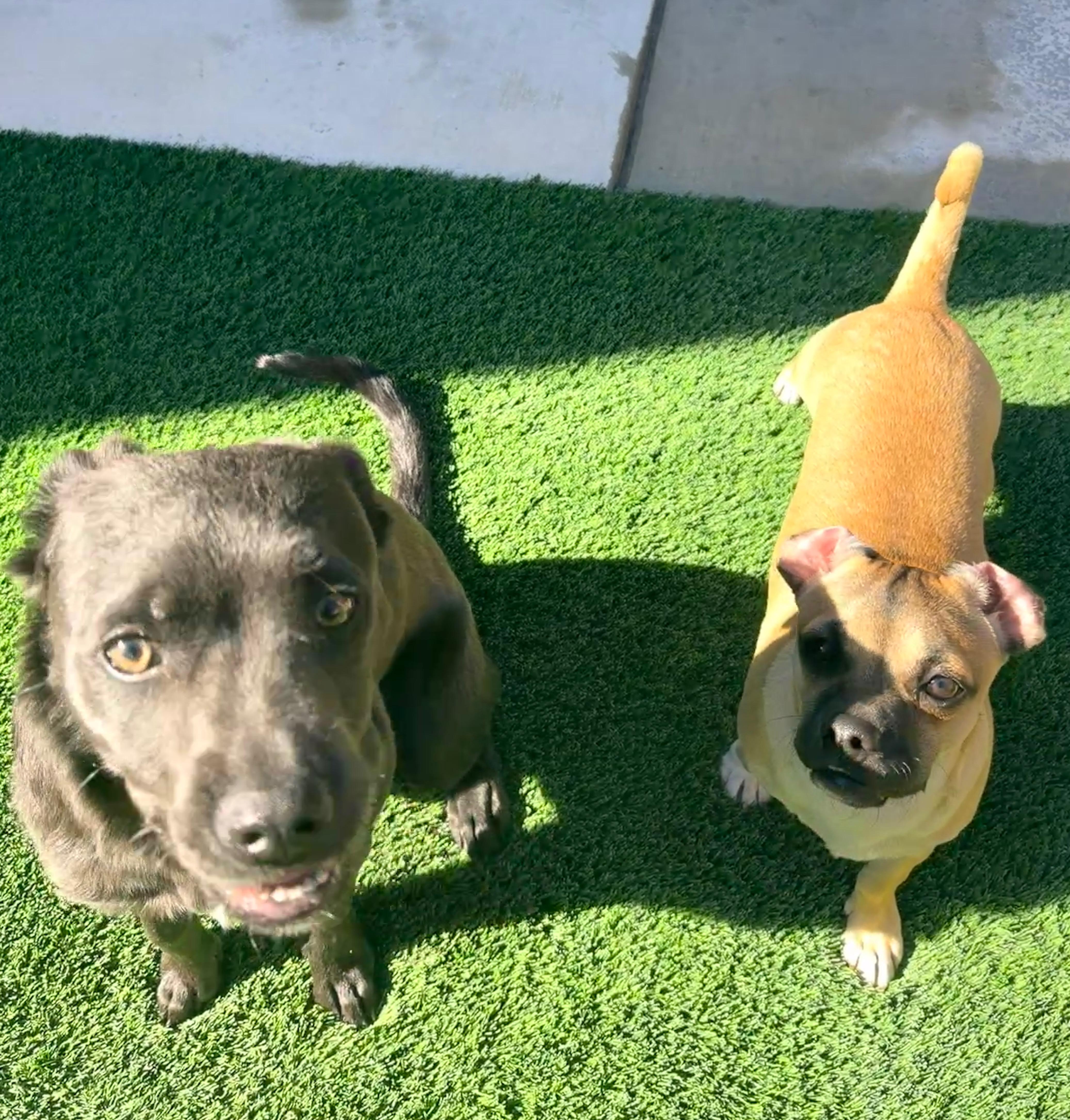 A baby medium-sized female Gray / Blue / Silver American Staffordshire Terrier dog named Juney for adoption in Lafayette, CA