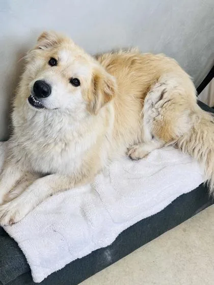 An adult large-sized female Golden Retriever dog named Lily for adoption in Morton Grove, IL