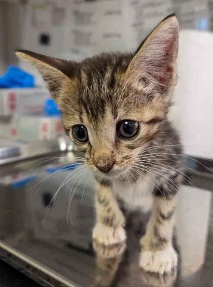 A baby small-sized male Domestic Short Hair cat named Donkey Kong for adoption in Fresno, CA