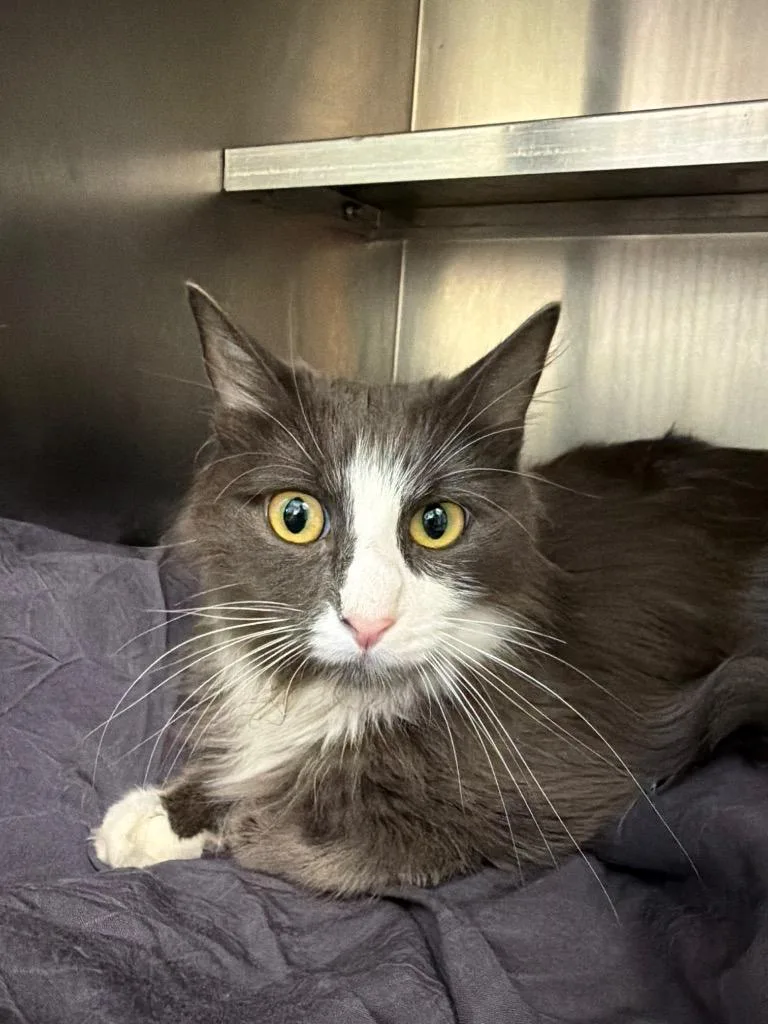 A young medium-sized female Domestic Medium Hair cat named Valerie for adoption in Pomona, NY