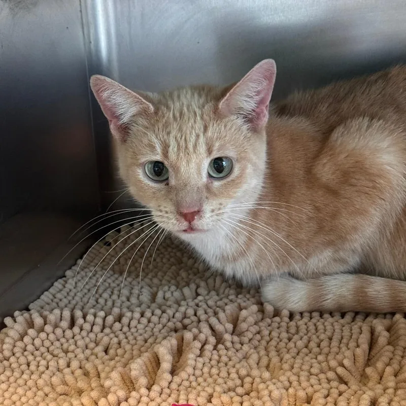 An adult medium-sized female Orange / Red Domestic Short Hair cat named Pumpkin for adoption in South Haven, MI