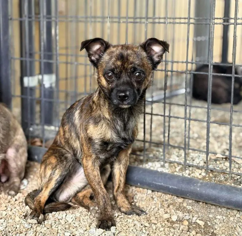 An adult medium-sized male Mixed Breed dog named Sunny for adoption in Shelburne, VT