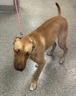 An adult large-sized female Pit Bull Terrier dog named Mel for adoption in Kansas City, MO