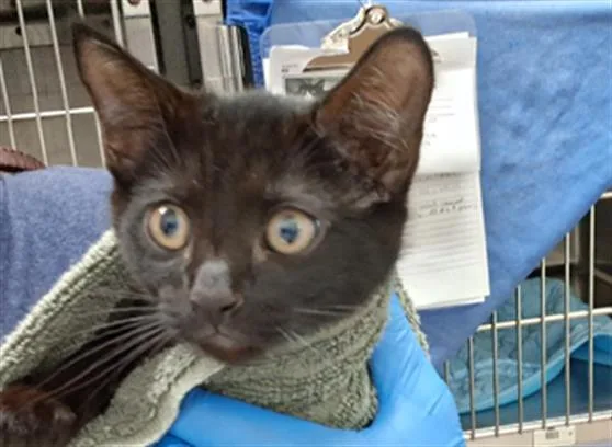 A baby small-sized female Domestic Short Hair cat named Louie for adoption in Chula Vista, CA