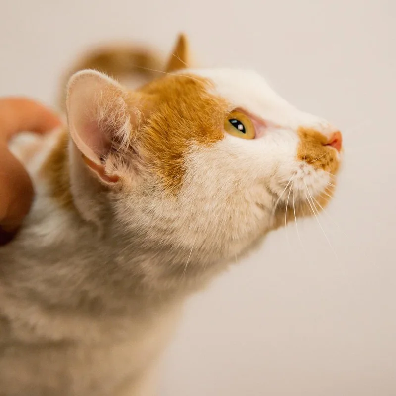 An adult medium-sized male White Domestic Short Hair cat named Professor for adoption in St. Paul, MN
