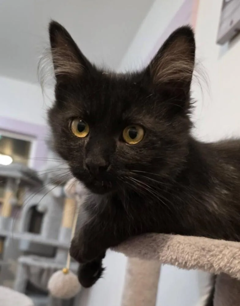 A young medium-sized female Domestic Long Hair cat named Trixie for adoption in Wild Rose, WI