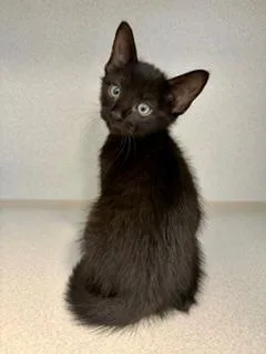 A baby small-sized male Black Domestic Short Hair cat named Jasper for adoption in Winter Haven, FL