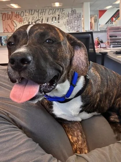 An adult medium-sized male Mixed Breed dog named Klifford for adoption in West Chester, PA