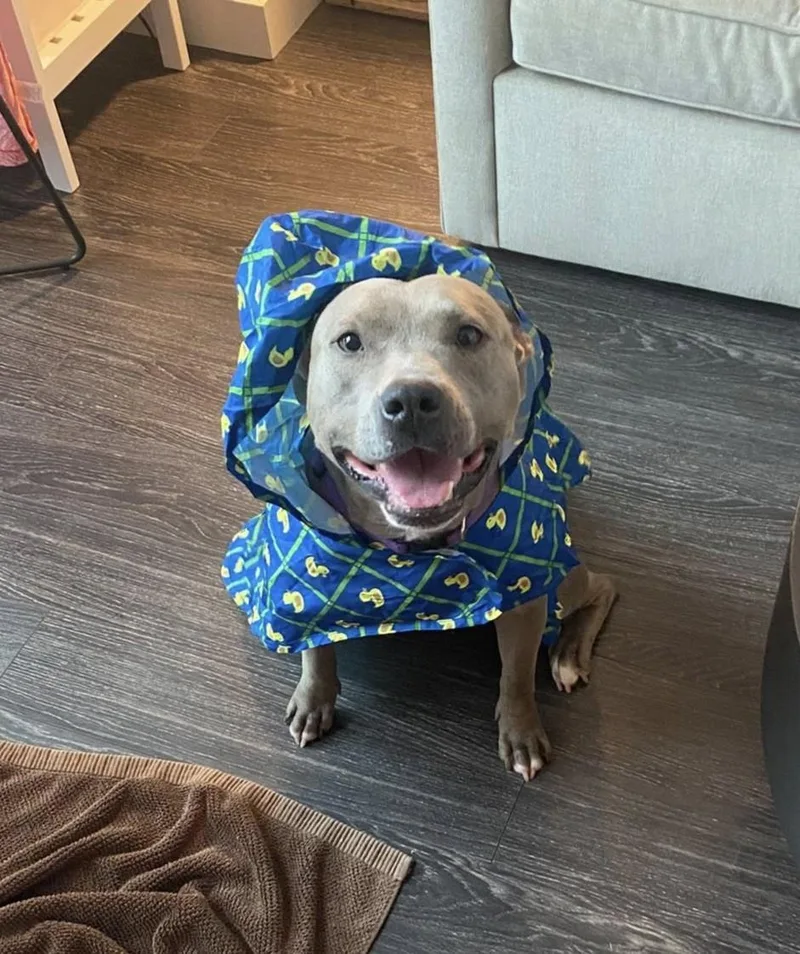 Winter  Joy thumbnail 2