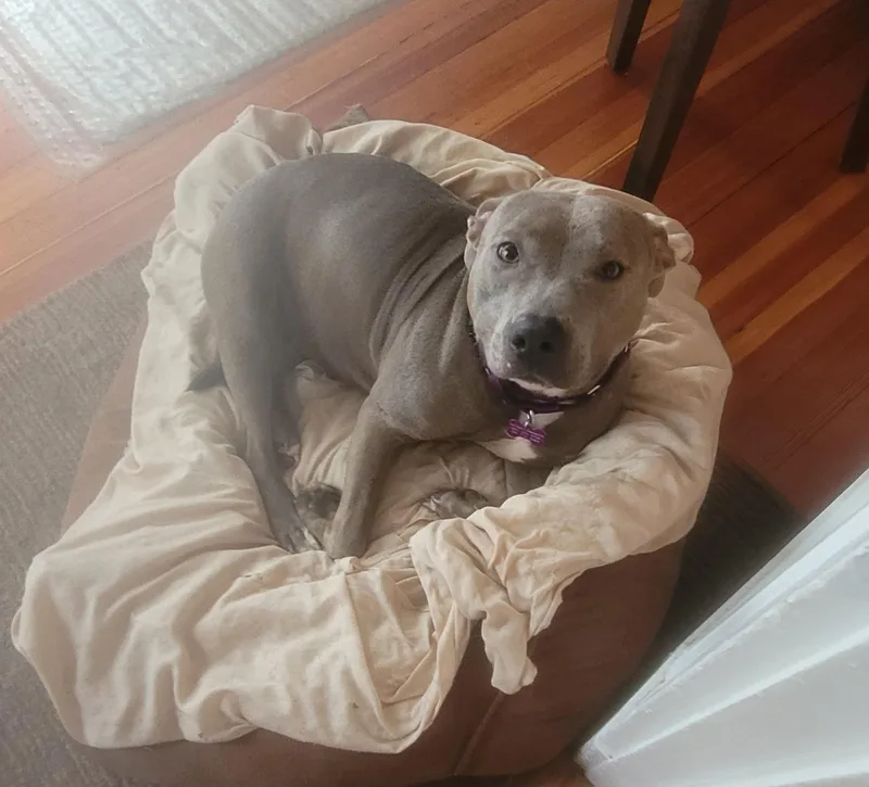 Winter  Joy thumbnail 3