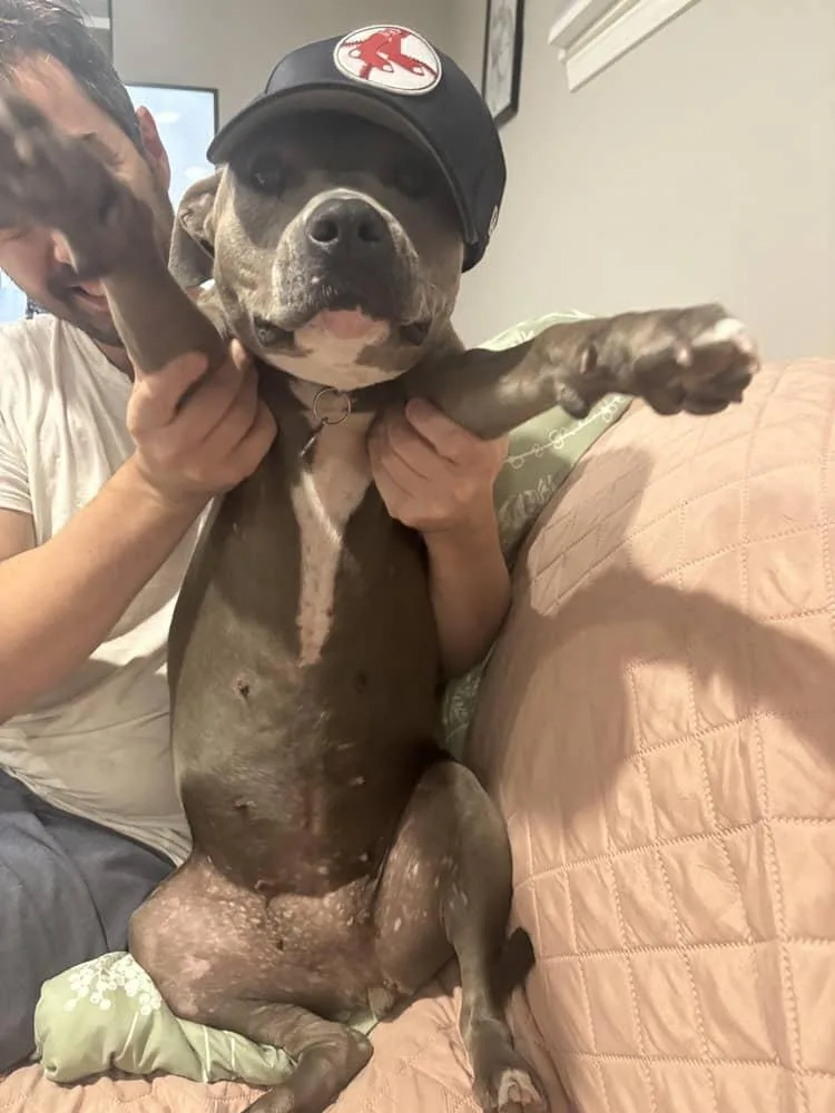 Winter  Joy thumbnail 4