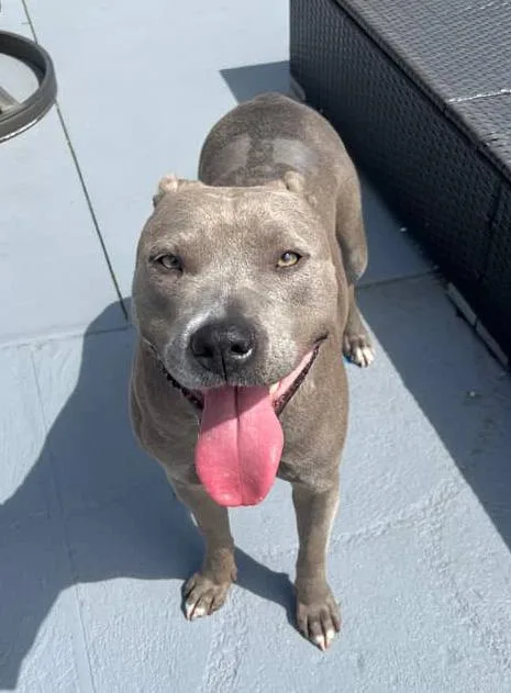 Winter  Joy thumbnail 5