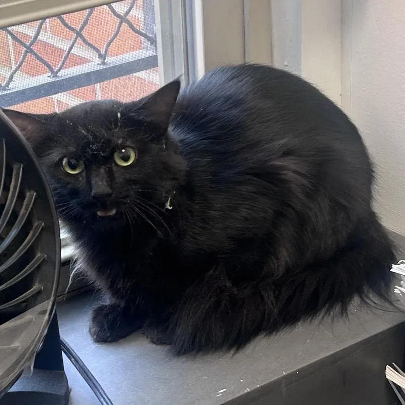 An adult medium-sized female Black Domestic Short Hair cat named Toothless for adoption in Philadelphia, PA