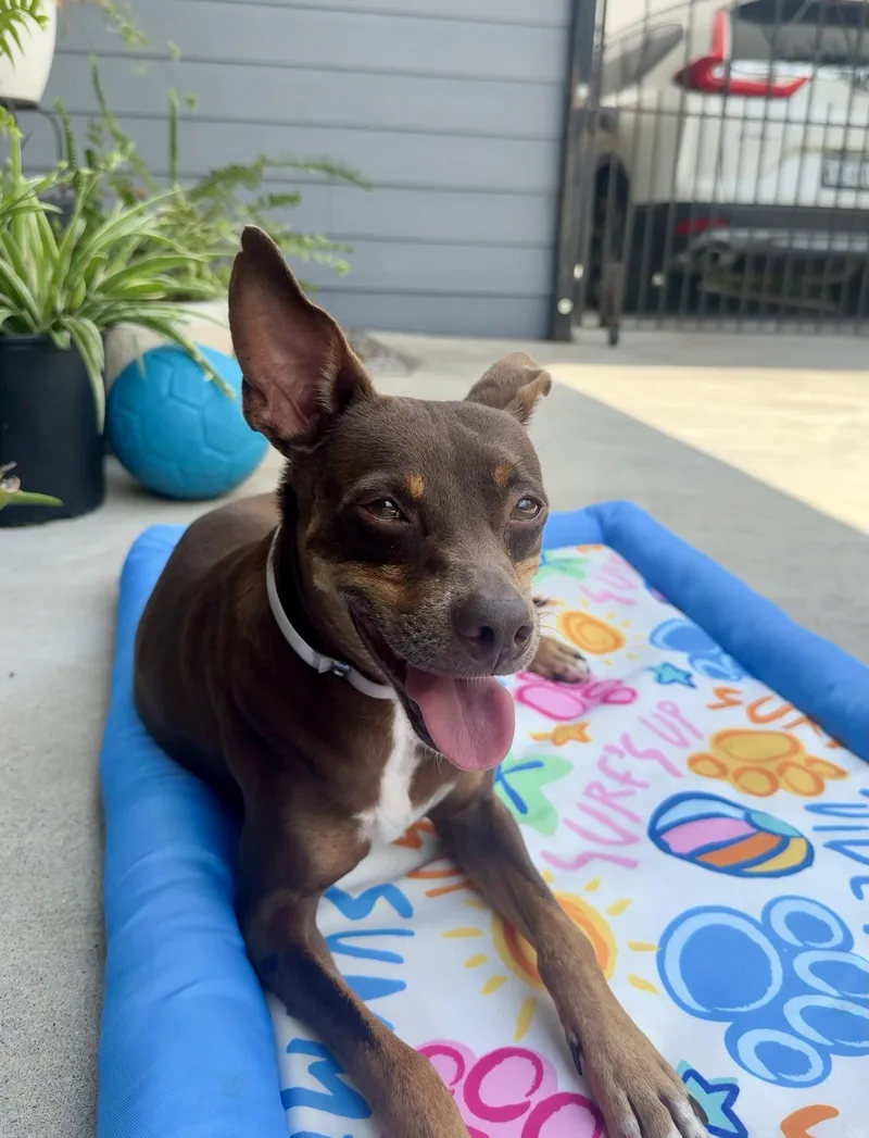 An adult small-sized male Miniature Pinscher dog named Sinatra for adoption in PITTSBURGH, PA
