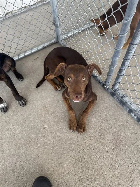 A young small-sized female Chihuahua dog named Cici for adoption in Bakersfield, CA