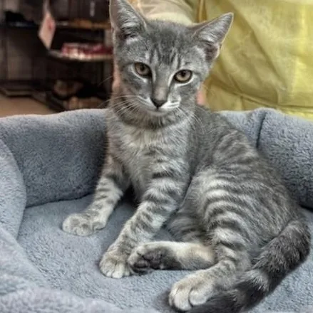 A baby medium-sized female Gray / Blue / Silver Domestic Short Hair cat named Sierra for adoption in Boca Raton, FL