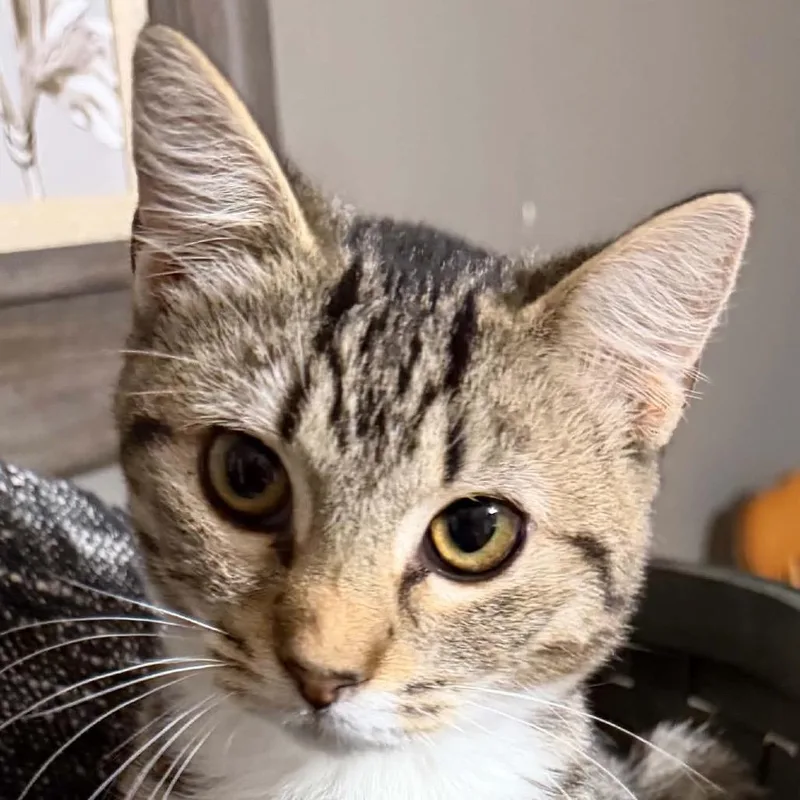 A young small-sized male American Shorthair cat named Paul for adoption in mount vernon, AR