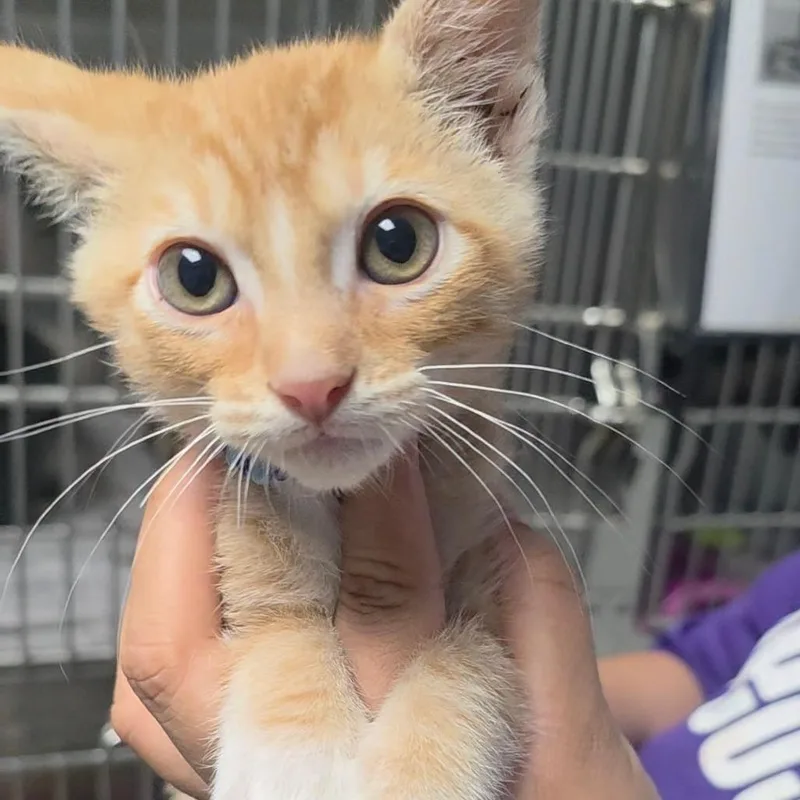 A baby small-sized male Orange / Red Domestic Short Hair cat named Dean for adoption in San Antonio, TX
