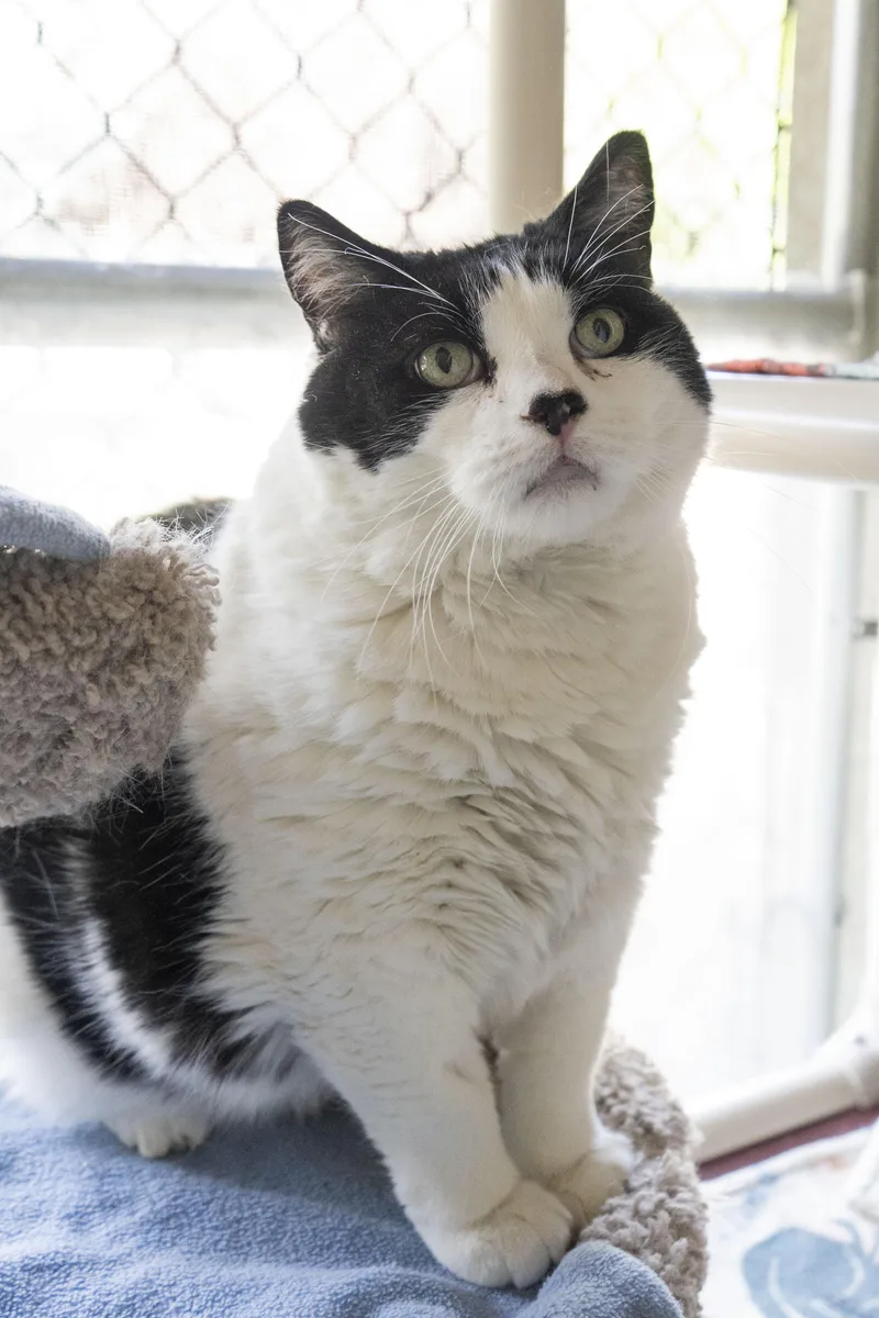 An adult medium-sized male Black & White / Tuxedo Domestic Short Hair cat named Georgie Boy for adoption in Boise, ID