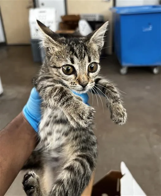 A baby medium-sized female Domestic Medium Hair cat named Sally for adoption in Dallas, TX