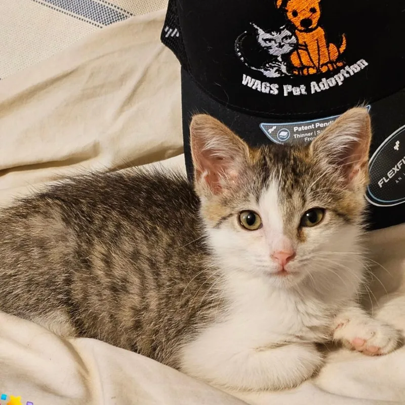 A baby small-sized female Brown / Chocolate Domestic Short Hair cat named Taz for adoption in Westminster, CA