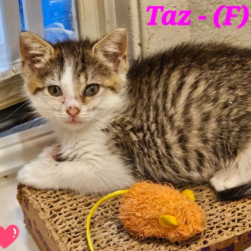 Taz thumbnail 2