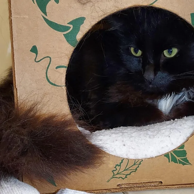 An adult medium-sized male Black Domestic Long Hair cat named Fuzzy for adoption in Dayton, OH