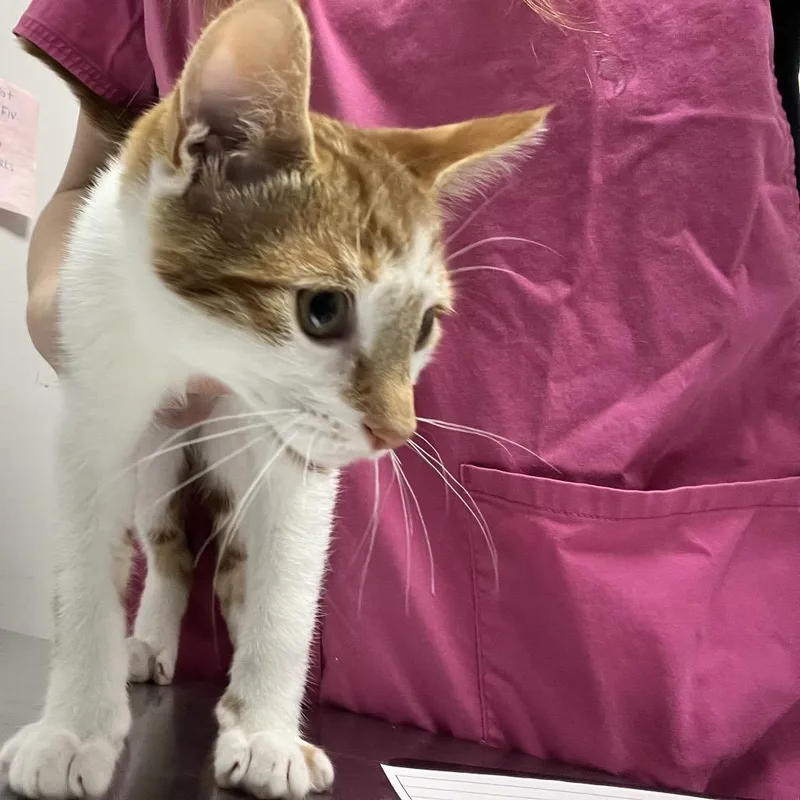 A baby small-sized male Orange / Red Domestic Short Hair cat named Luke for adoption in Oneonta, NY