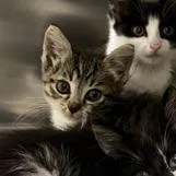A baby medium-sized male Domestic Short Hair cat named Peter for adoption in Cumming, GA