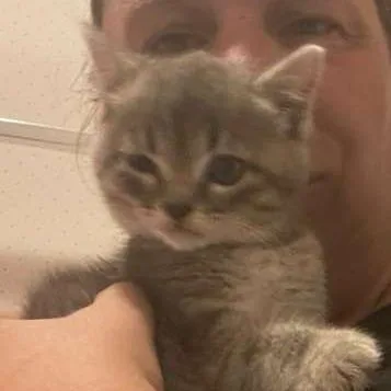 A baby small-sized female Gray / Blue / Silver Domestic Short Hair cat named Alessa for adoption in Winchester, VA