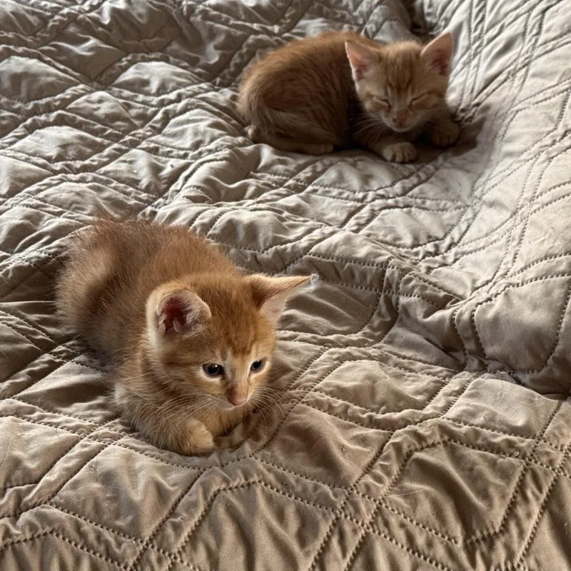 A baby small-sized male Orange / Red Domestic Short Hair cat named Goldfish for adoption in Brea, CA