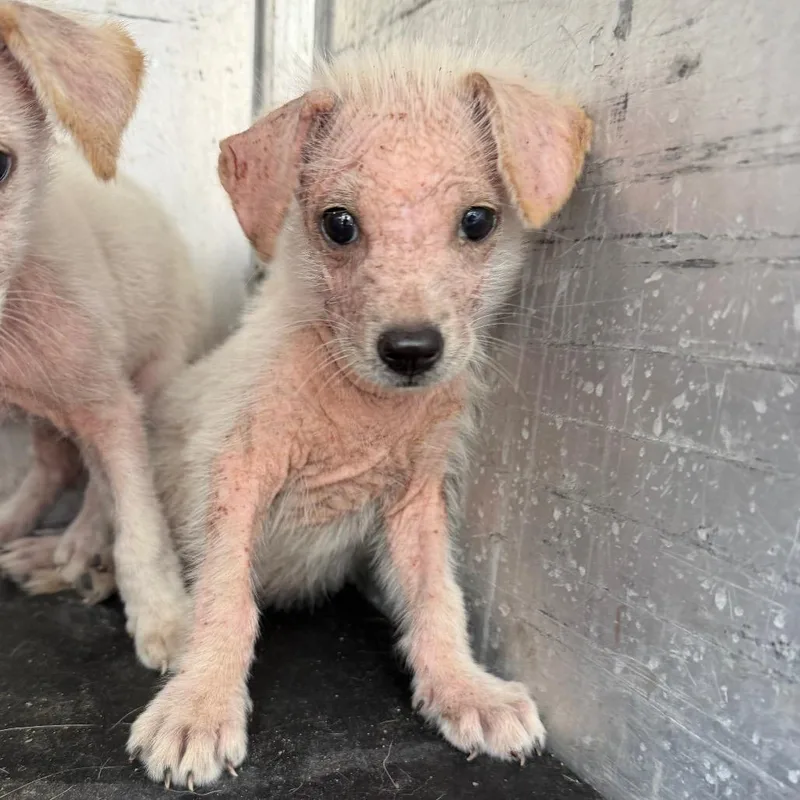 A baby medium-sized male White / Cream Cattle Dog dog named Ferb for adoption in Edinburg, TX