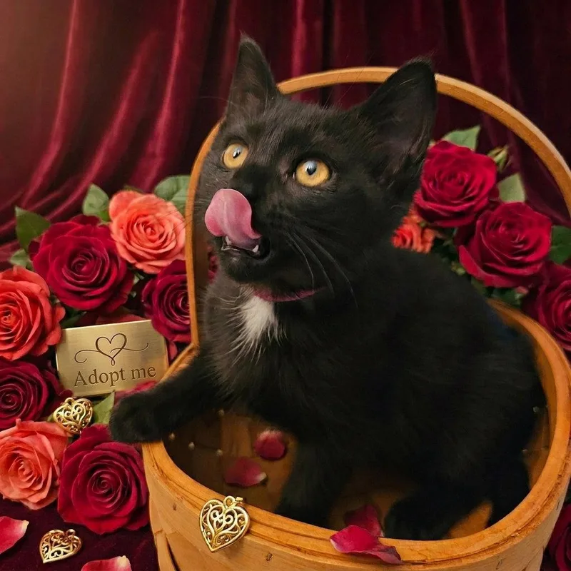 A baby medium-sized female Tuxedo cat named Thelma for adoption in Georgetown, KY