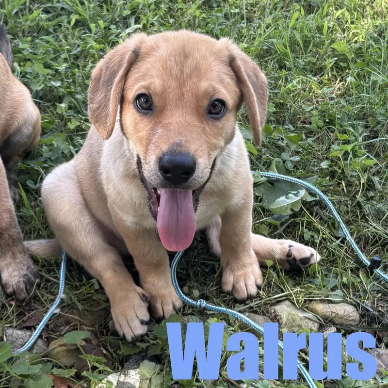 Walrus