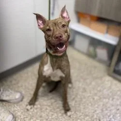 An adult medium-sized female Pit Bull Terrier dog named Sundance for adoption in Bullhead City, AZ