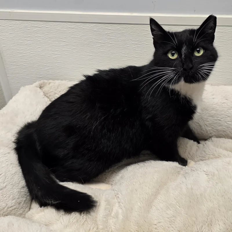 An adult medium-sized female Black Tuxedo cat named Luna for adoption in Greensboro, NC