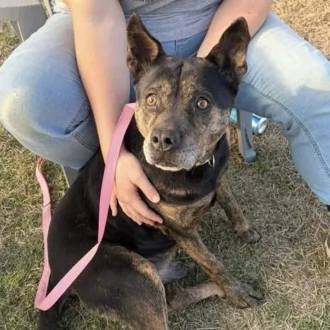 An adult medium-sized male Black Shepherd dog named Tj for adoption in Columbia, SC