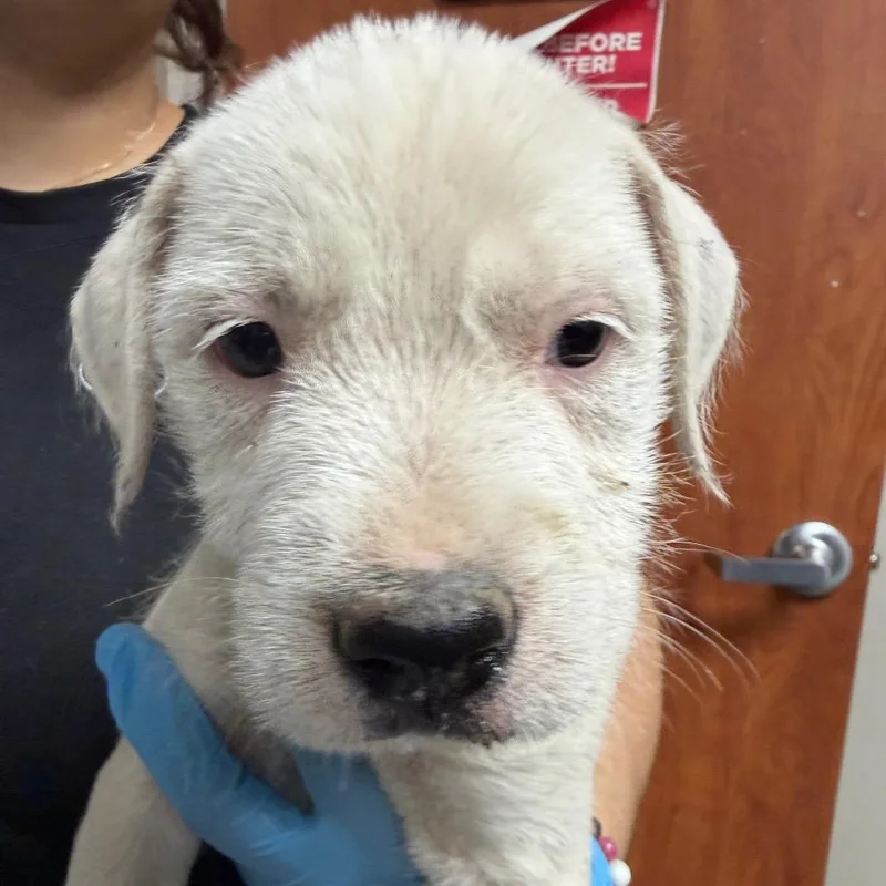 A baby small-sized female White / Cream Pit Bull Terrier dog named Zamara for adoption in Yuma, AZ