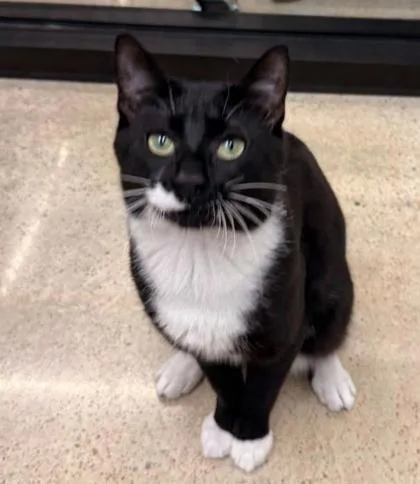 An adult large-sized male Black Domestic Short Hair cat named Oreo for adoption in Kansas City, MO