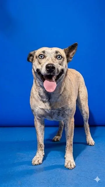 An adult large-sized female Mixed Breed dog named Roxie for adoption in Jacksonville, FL