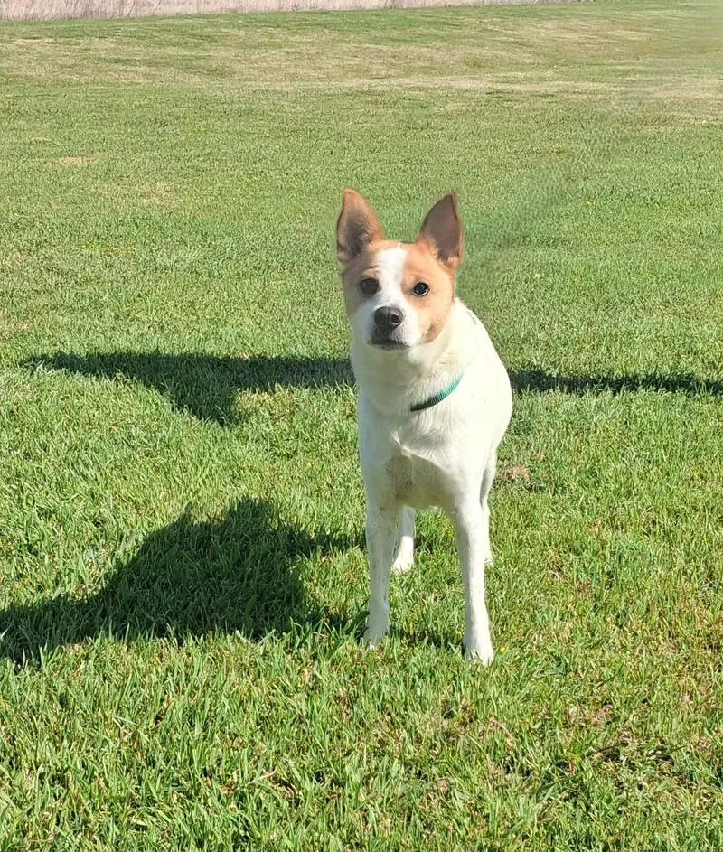 An adult medium-sized female White / Cream Terrier dog named Nancy for adoption in Cleburne, TX