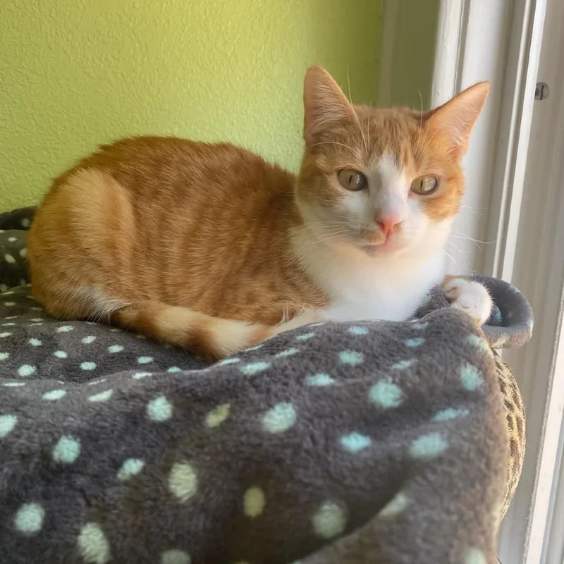 A young small-sized female Orange / Red Domestic Short Hair cat named Polly for adoption in Waco, TX