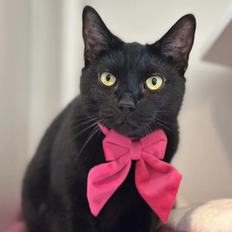 An adult large-sized female Black Domestic Short Hair cat named Faith for adoption in Matteson, IL
